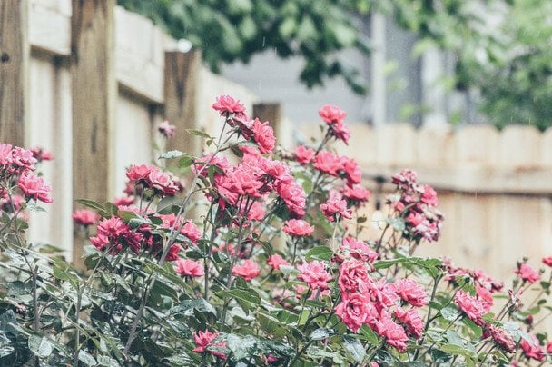 Ваші троянди квітнутимуть все літо: поливайте кущі цим розчином — рецепт без хімії
