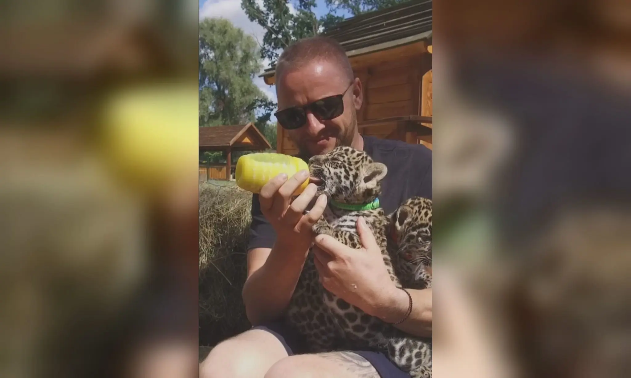 «Ще одна чудова новина»: в екопарку показали малюків-ягуарів (відео)