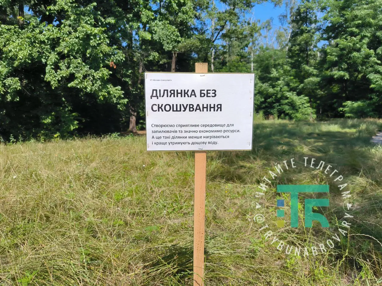 У Броварах з’явились експериментальні галявини, на яких не скошують траву