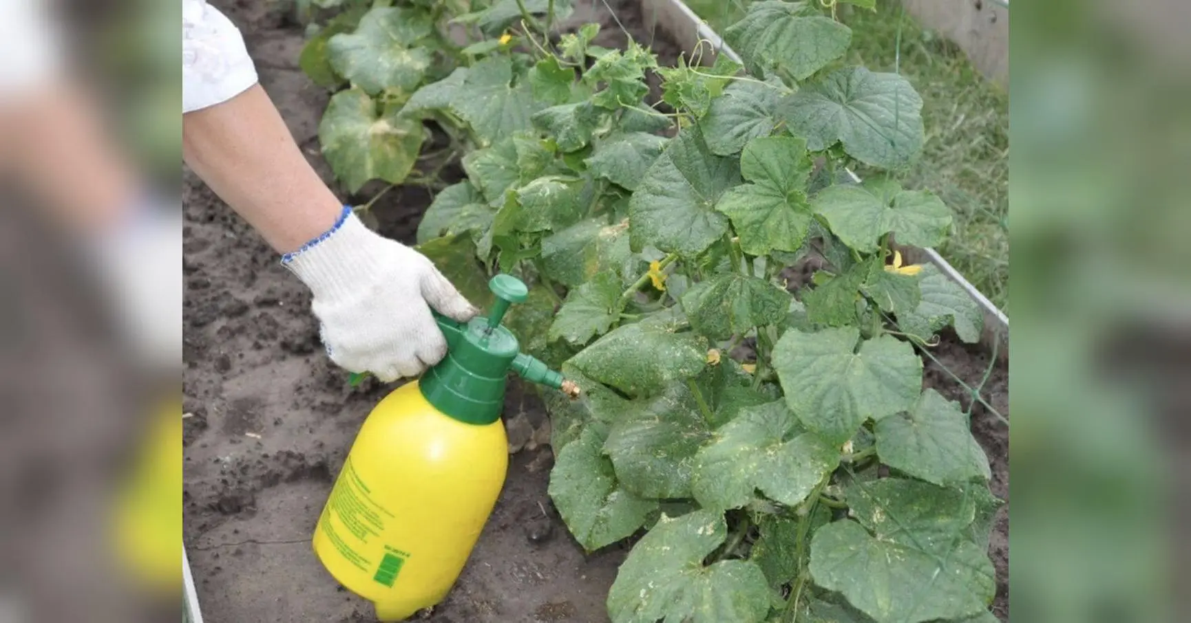 Молоко допоможе огіркам швидше дозріти, але тільки не магазинне: три рецепти підживлення