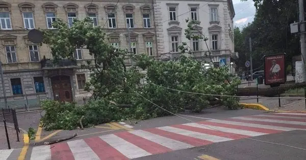 Раптовий буревій повалив дерева у Львові та області
