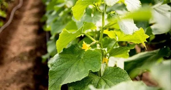 Заглиблені грядки врятують город у посушливе літо: головні переваги та поради