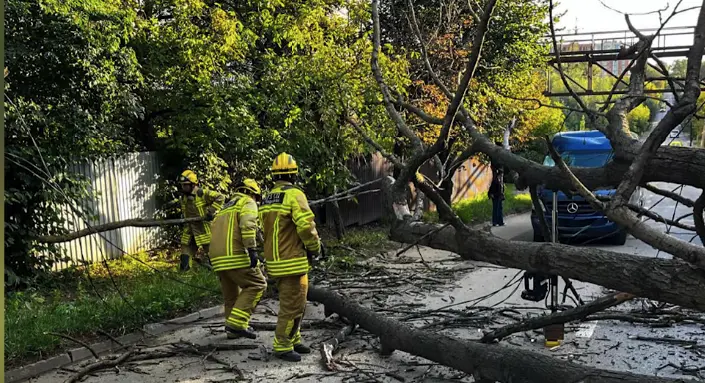 У Чернівцях дерево впало на автомобіль та перекрило дорогу