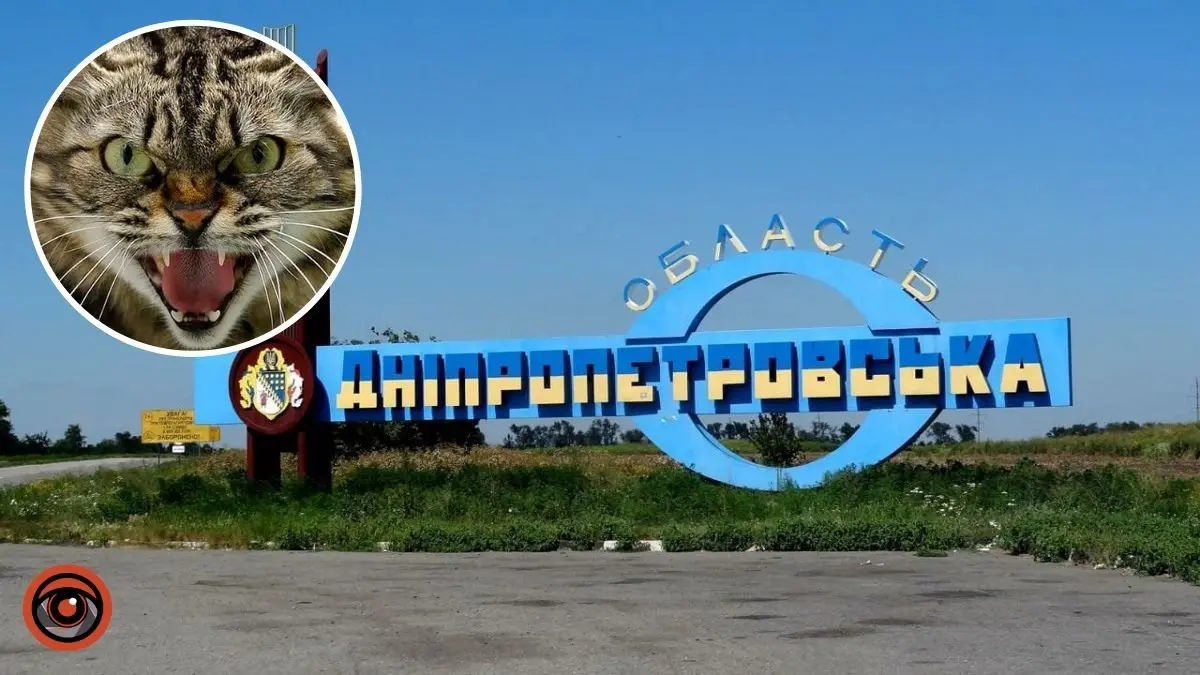 У Мишурин Ріг введено карантин через сказ у кішки