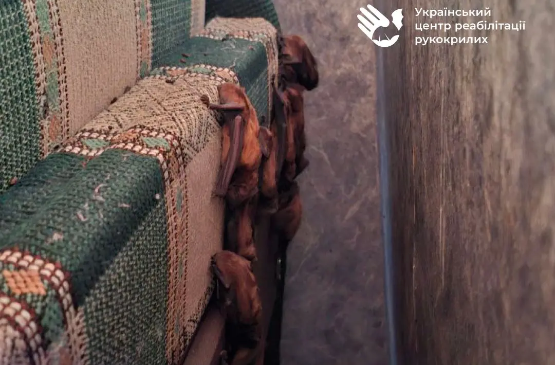 “Квартира стала кладовищем” для двох сотень рукокрилих у Харкові (відео)