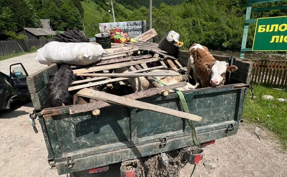 На Закарпатті ухилянти намагалися пробратися в Румунію за допомогою свиней, кіз і теляти. ВІДЕО