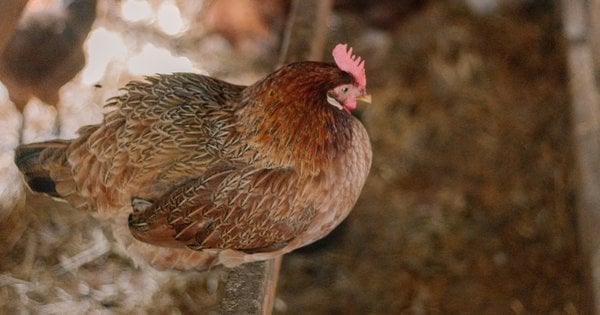Щури та блохи заполонили курник: як їх позбутися швидко та ефективно