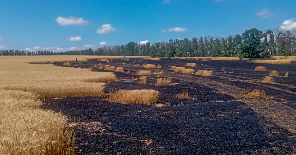 На Вінниччині вогонь знищив два гектари пшениці
