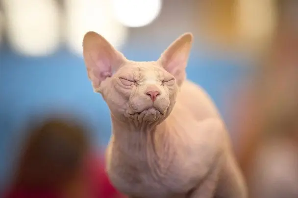 Правда про те, чому коти муркотять