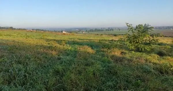 Львівська міська рада продала вісім ділянок у Гряді за 18,2 млн грн