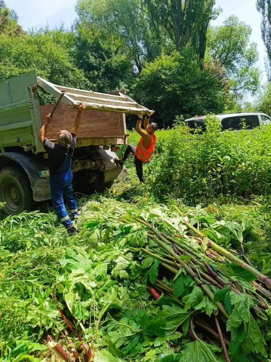 У Чернівцях ліквідовують небезпечні борщівник Сосновського і амброзію
