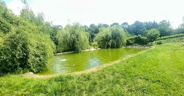 На Тернопільщині медики реанімували трирічного хлопчика після падіння в сусідський ставок