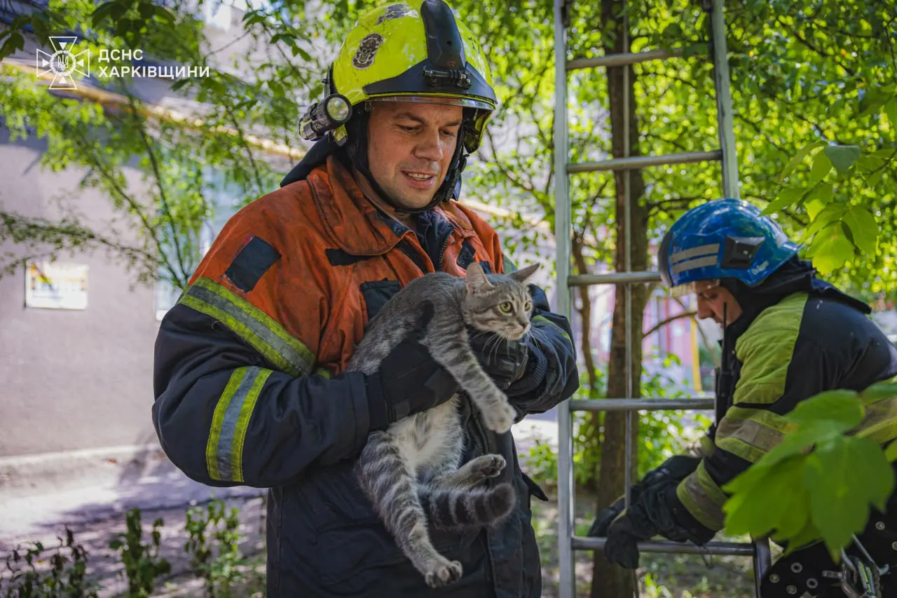 У Харкові врятували наляканого кота, який застряг на дереві – фото, відео