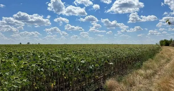 На Дніпропетровщині фермери засіяли 100 га танкового полігону