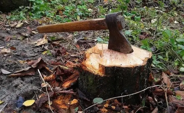 На Київщині судитимуть групу чоловіків за незаконну вирубку лісу на понад 2 мільйони гривень