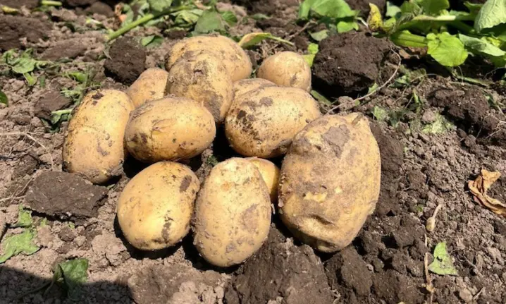 На Буковині збирають ранню картоплю