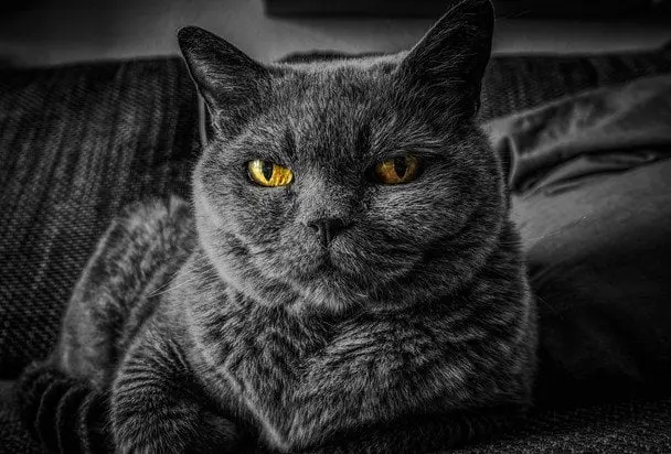 Агресія у котів: японські вчені знайшли наукове пояснення, що на неї може впливати