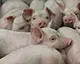 Vitagro створить в Хмельницькій області розплідник свиней датської селекції DanBred