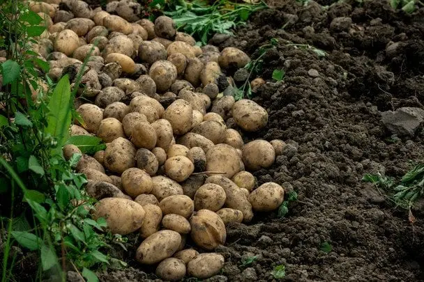 Як зрозуміти, що пора копати картоплю: агрономи поділилися основною ознакою стиглості урожаю