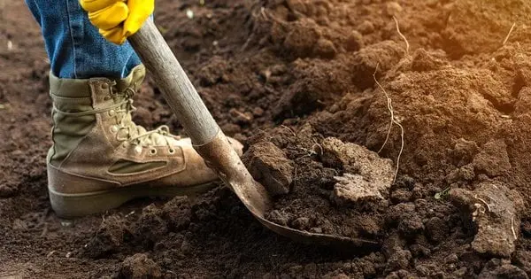 Не проґавте ці дні: найкращий час для городніх робіт до кінця липня