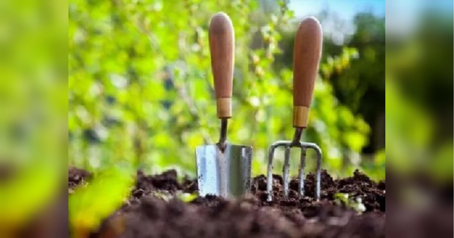 Урожай забезпечить Місяць: календар городника на червень-2025