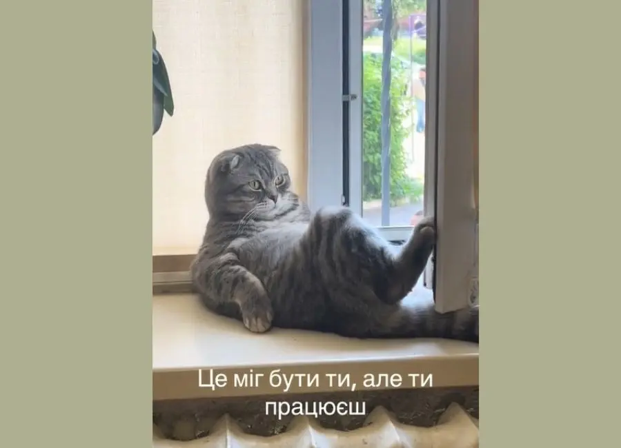 Вінницький кіт став «мільйонером» у ТікТок