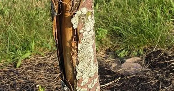 Чому дерева засихають, в'януть і ламаються: три основні причини і що з цим робити