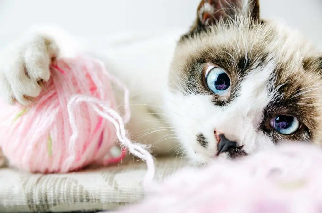 Одеський гумор: котячі шкарпетки та пісні в душі