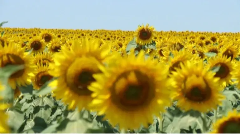 USDA зменшило прогноз виробництва соняшника в Україні на 2025/26 рік