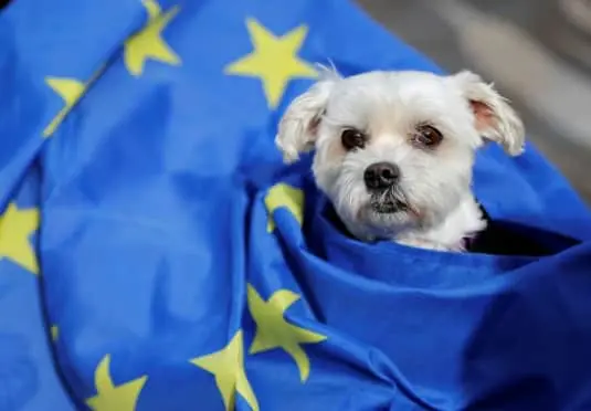 Європарламент пропонує посилити правила захисту котів і собак в ЄС