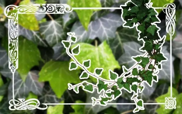 Терезам слід придивитися до деталей, а Ракам потрібно слухати своє серце: кельтський гороскоп дерев на 12 червня 2025 року