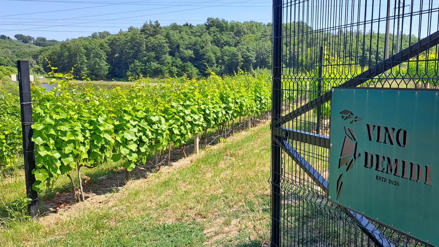 Виноробня Vino Demidi: як підприємець з Київщини перетворює село на винний курорт
