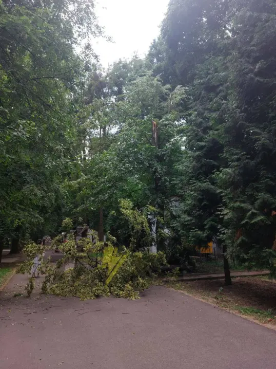 У Чернівцях в парку Шеченка на пішохідну доріжку впало дерево