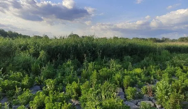 На дні Каховського водосховища сформувався рідкісний ліс з "чужорідними" видами — академік
