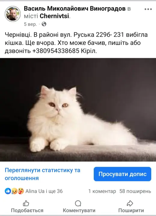 Зникла киця таємно жила в сусідів на Руській у Чернівцях