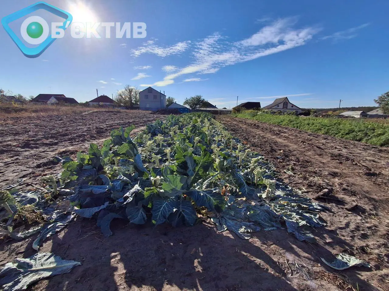 Як рекордна спека в червні може вплинути на майбутній урожай на Харківщині