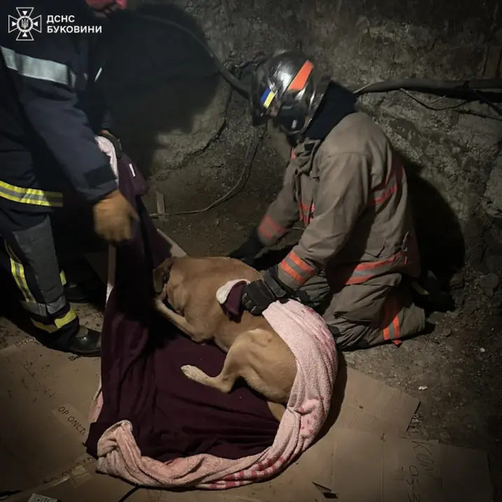 У Чернівцях щоб врятувати 100-кілограмову собаку залучили надзвичайників