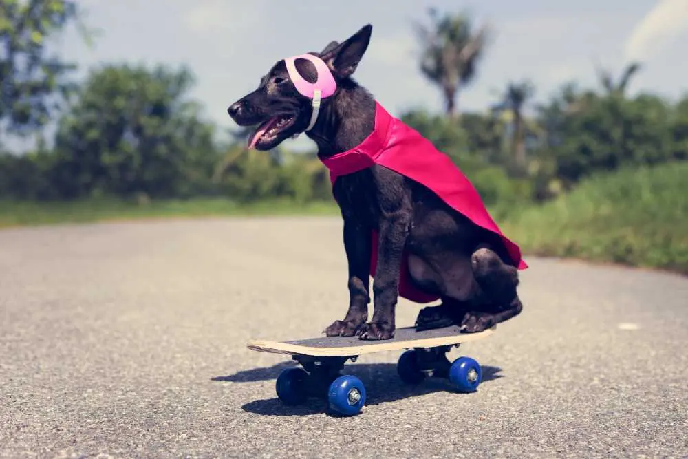 Pets Cosplay: в Одесі проведуть конкурс собачого дефіле