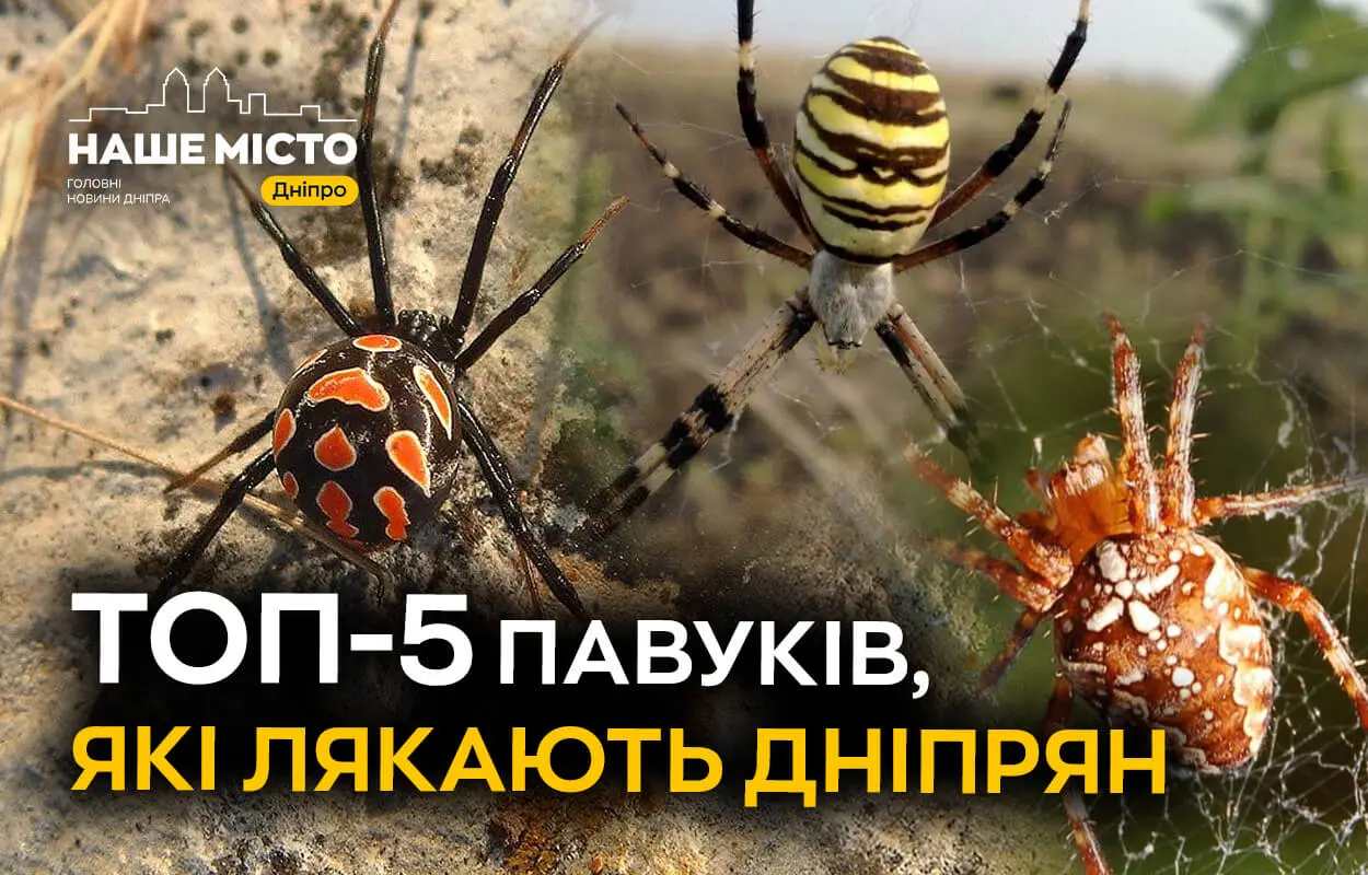 ТОП-5 павуків, які лякають дніпрян
