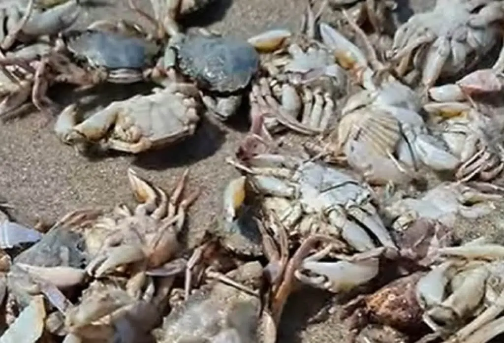 Берег у крабах: на Одещині хвилі винесли на сушу морських мешканців (фото)