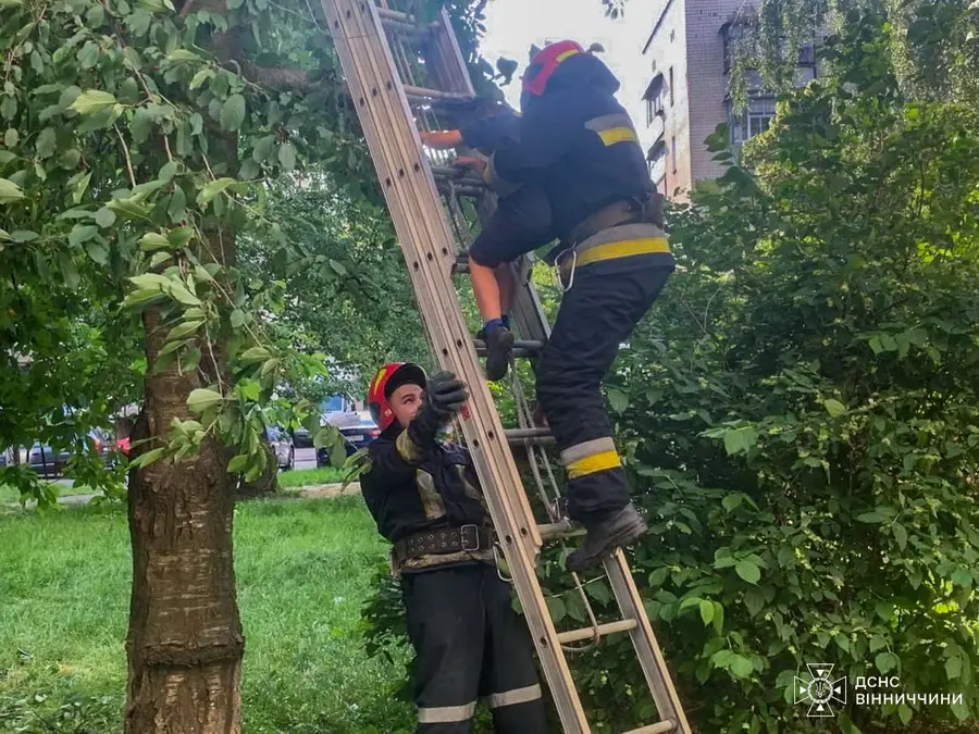 У Вінниці рятувальники зняли з черешні 7-річного хлопчика