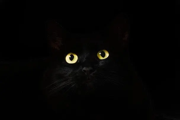 Чому у котів та акул очі світяться в темряві — що з’ясували вчені