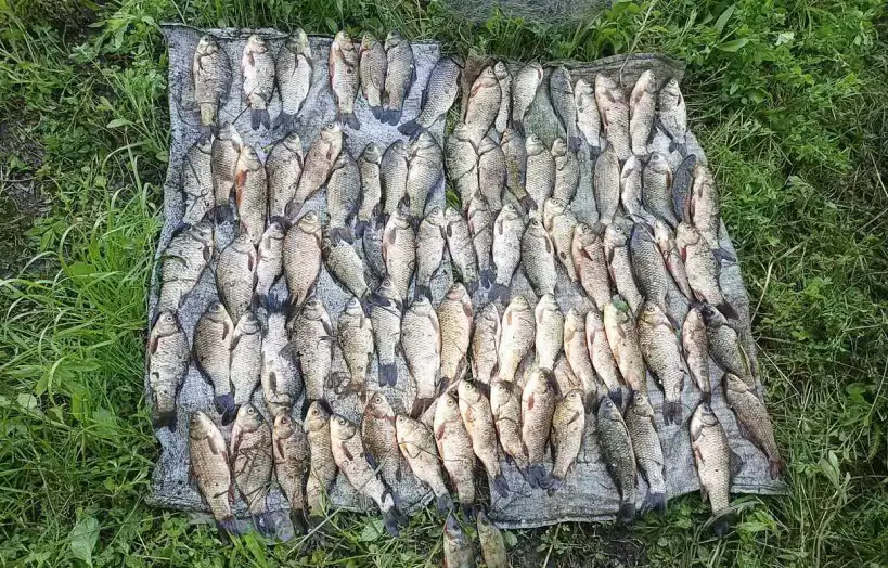 З ставка на Вінниччині чоловік сіткою виловив 86 карасів, окуня та плітку