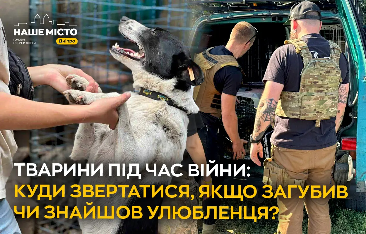 Тварини під час війни: куди звертатися у Дніпрі, якщо загубив чи знайшов улюбленця