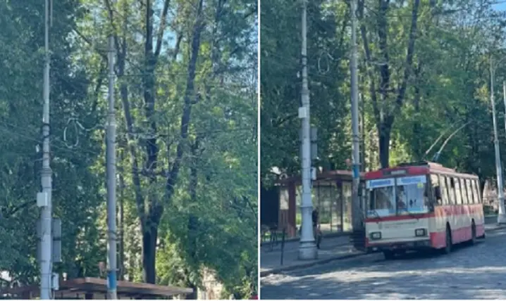 У Чернівцях сьогодні обрізатимуть аварійні і сухі гілки у сквері Дня Вишиванки