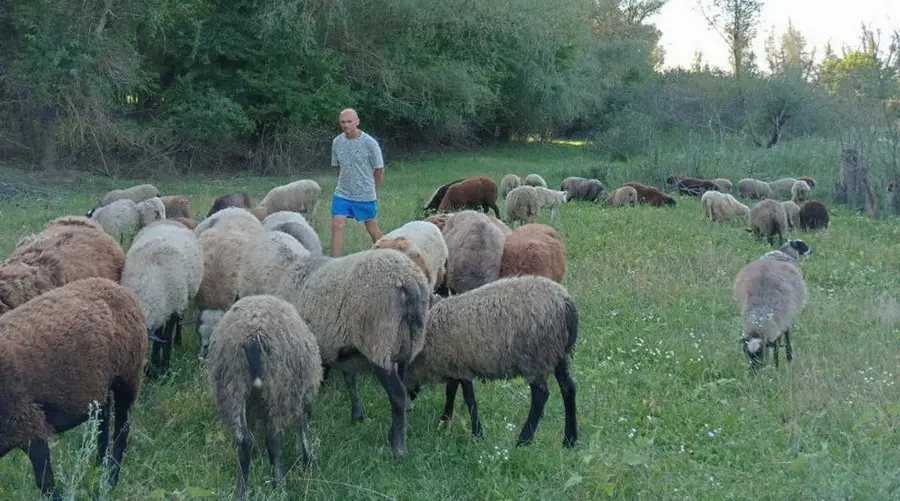 Ветеринар став вівчарем й тримає на Вінниччині понад сотню овець