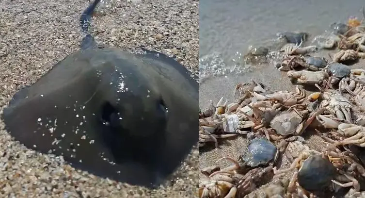 На узбережжя Одещини викинуло крабів та маленьких скатів (відео)
