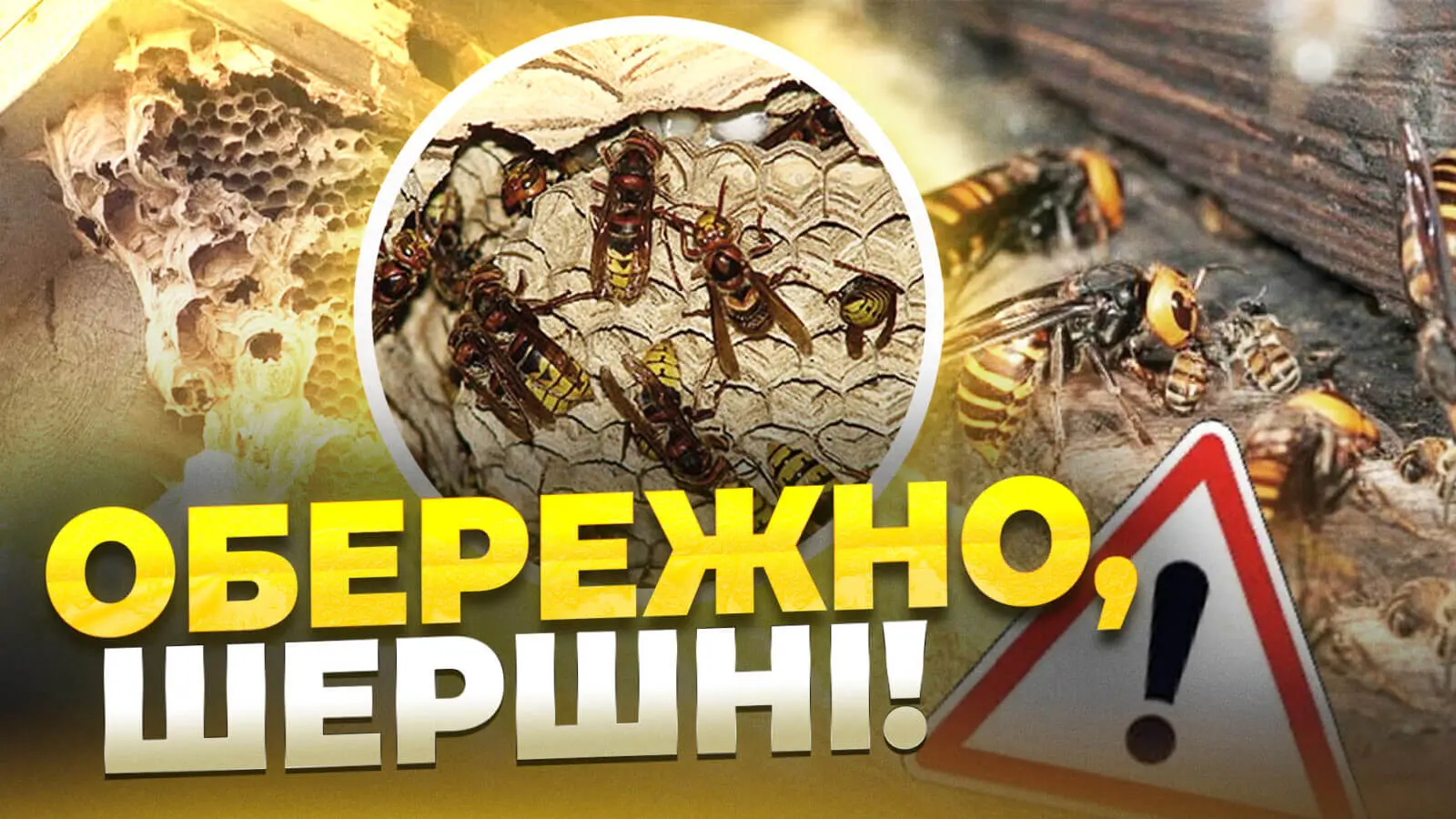Нашестя шершнів у Дніпрі: чим небезпечні комахи та як діяти в разі укусу