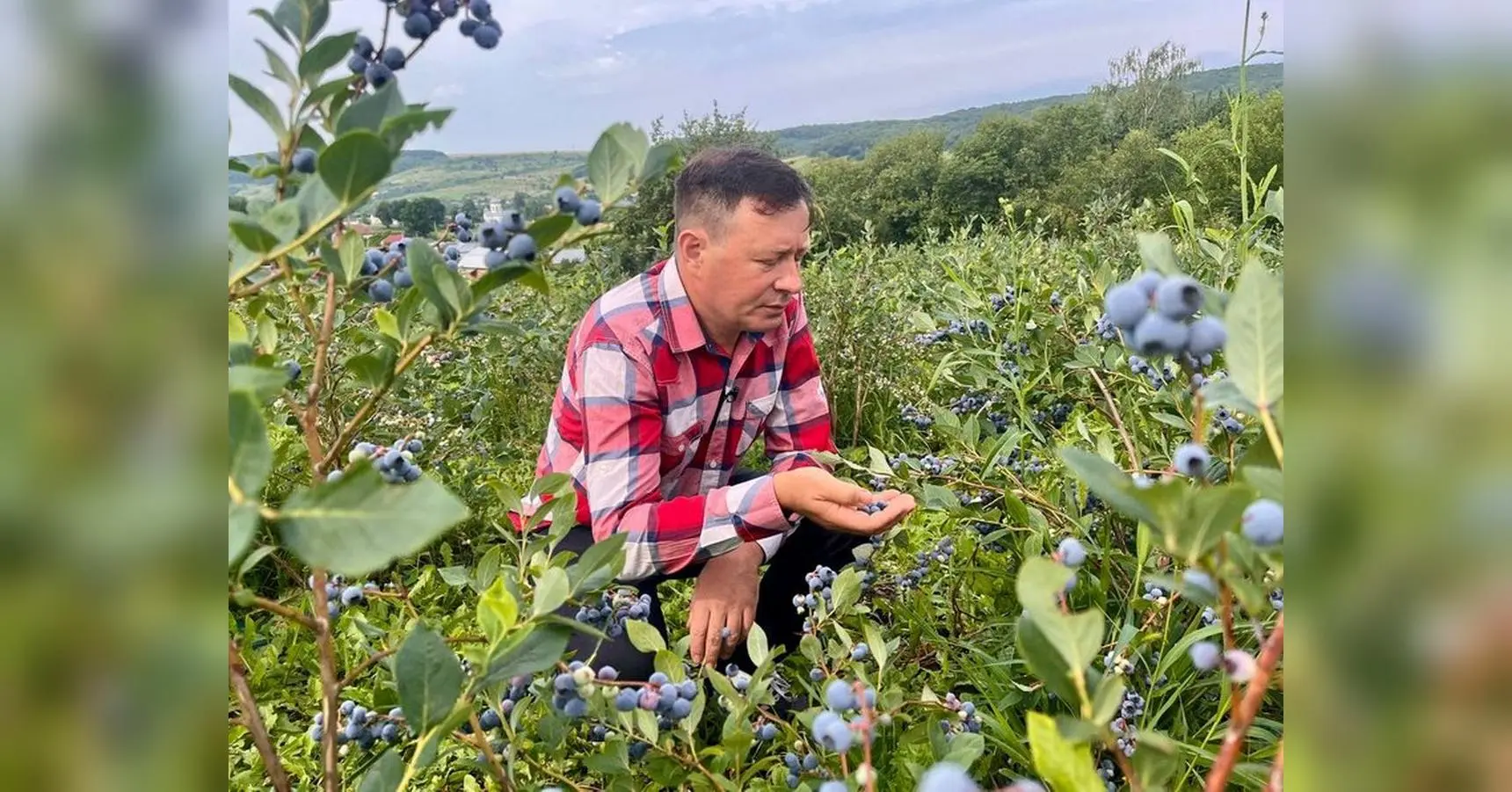 Зробіть це восени: наступного сезону зберете щедрий урожай лохини