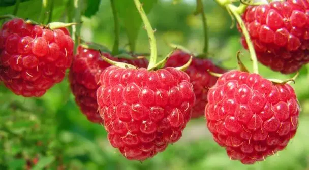Чи потрібно мити малину перед вживанням чи перед заморожуванням
